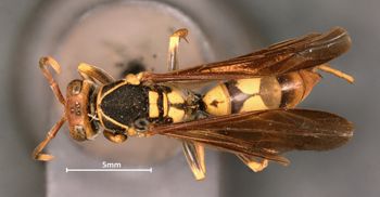 Media type: image;   Entomology 33143 Aspect: habitus dorsal view